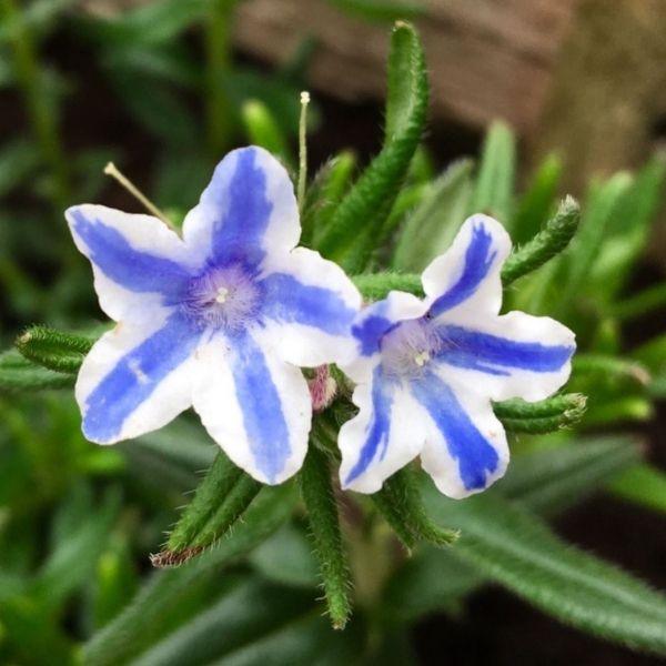 Blue Star Lithodora - Nature Hills Nursery - #1 Container 2 Pack - 