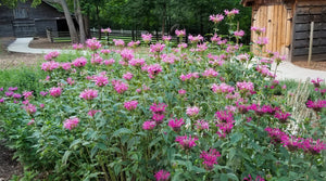 Close-up of purple monarda flowers on Blue Stocking Bee Balm blooming in late summer to early fall.