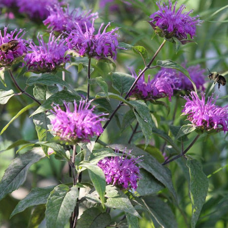 Blue Stocking Bee Balm - Perennial - Nature Hills Nursery - 1 Container - 