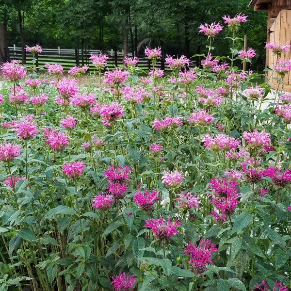 Blue Stocking Bee Balm - Perennial - Nature Hills Nursery - 1 Container - 