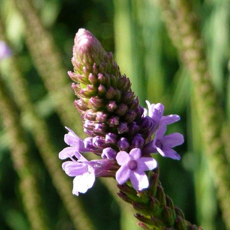 Blue Vervain - Nature Hills Nursery - #2 Container - 