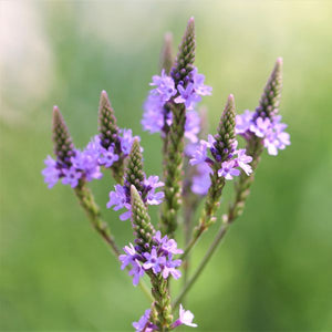 Blue Vervain - Nature Hills Nursery - #2 Container - 
