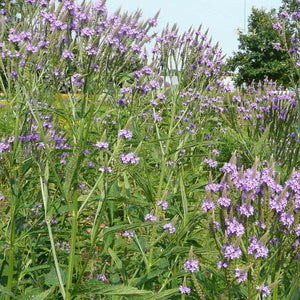 Blue Vervain - Nature Hills Nursery - #2 Container - 