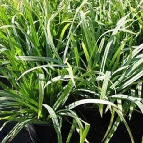 Blue Zinger Sedge Grass - Nature Hills Nursery - #1 Container - 
