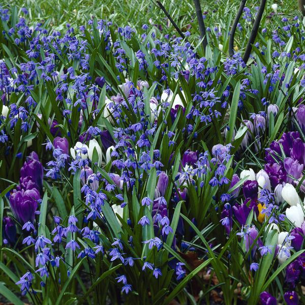 Blue Artisan Garden Blend Flower Bed in Full Bloom