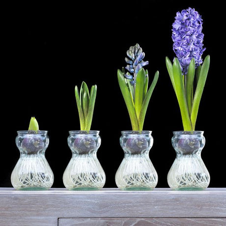 Blue Hyacinth Artisan Glass Planter