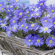 Blue Shades Anemone Blooms