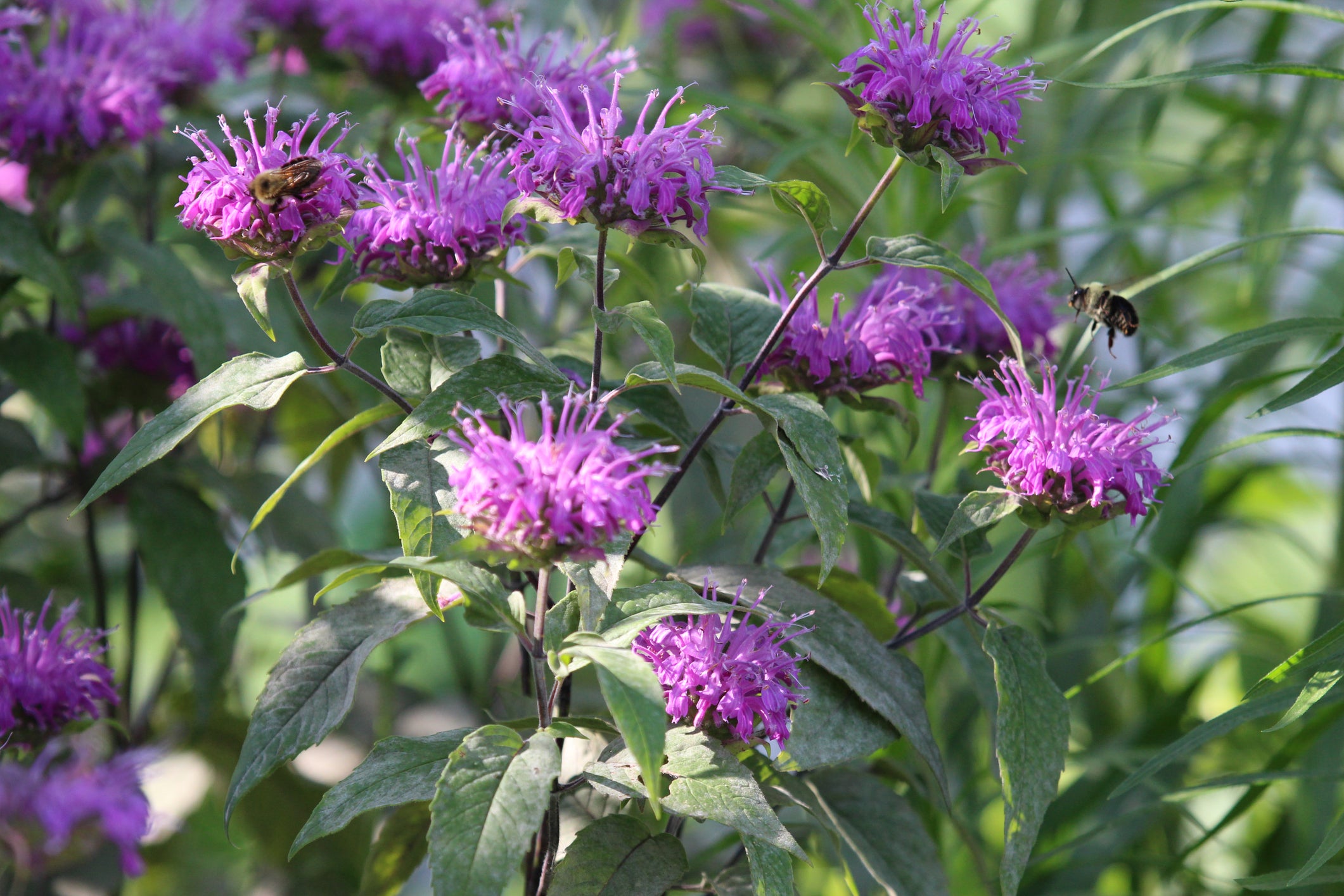 Blue Stocking Bee Balm
