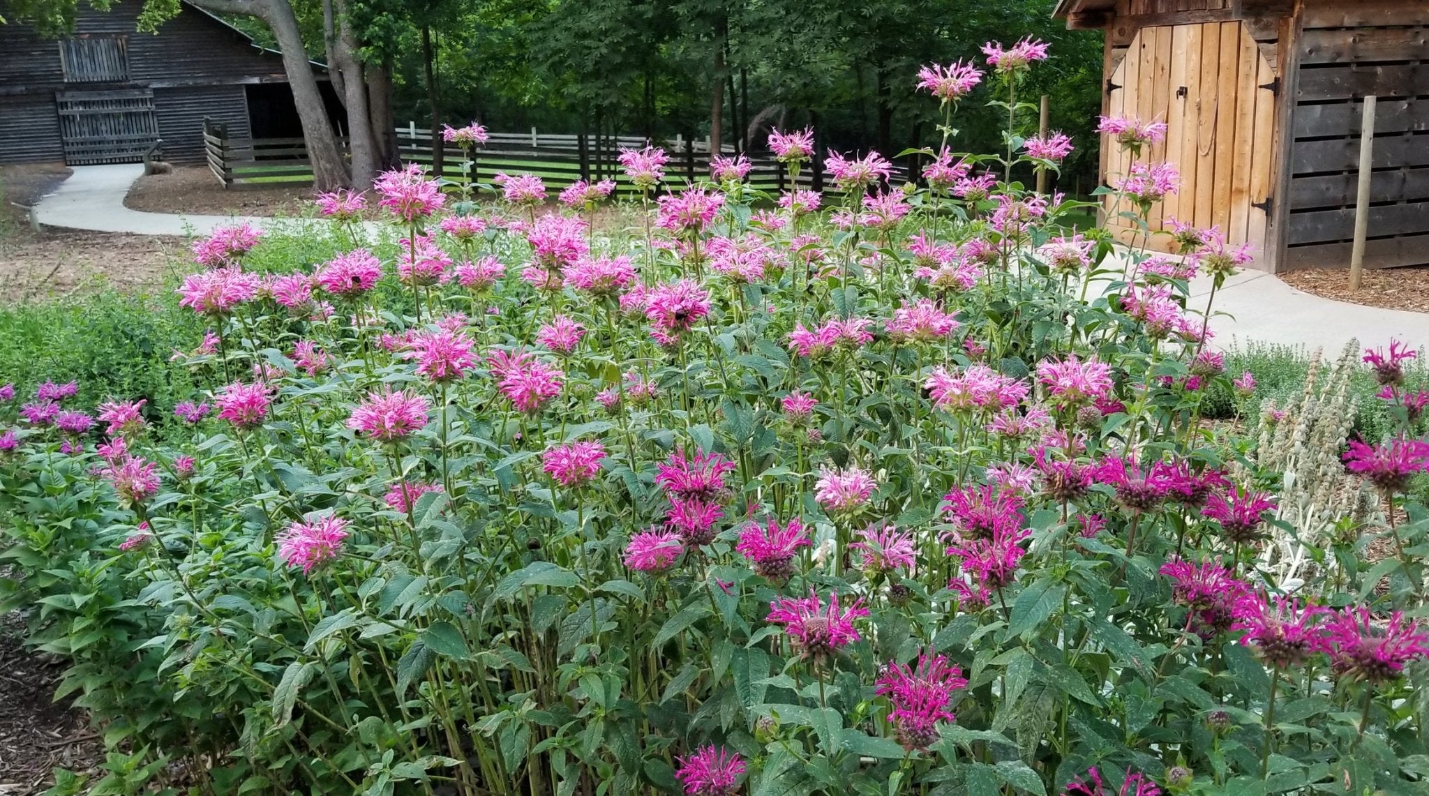 Blue Stocking Bee Balm