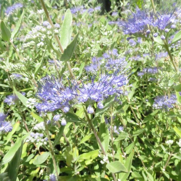 Close-up of blue, purple caryopteris flowers on Dark Knight Bluebeard blooming in late summer to early fall to late fall.