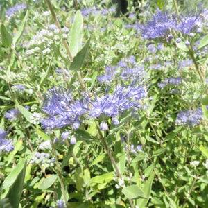 Close-up of blue, purple caryopteris flowers on Dark Knight Bluebeard blooming in late summer to early fall to late fall.