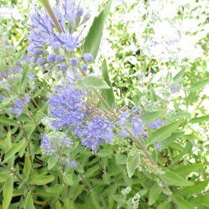 Deciduous foliage of Dark Knight Bluebeard (Caryopteris x clandonensis 'Dark Knight') in a garden setting.