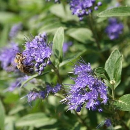 Dark Knight Bluebeard (Caryopteris x clandonensis 'Dark Knight') growing in a garden landscape, showing mature shrub form.