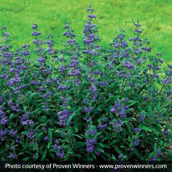 Bluebeard Bush Care: Grow Caryopteris Right