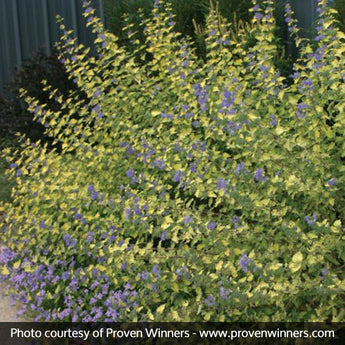 Bluebeard Bush Care: Grow Caryopteris Right