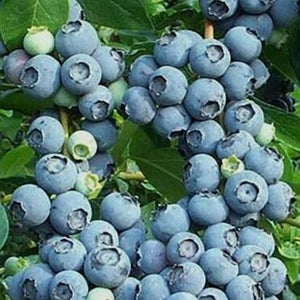 Close-up of white vaccinium flowers on Bluecrop Blueberry Bush blooming in early spring to late spring.