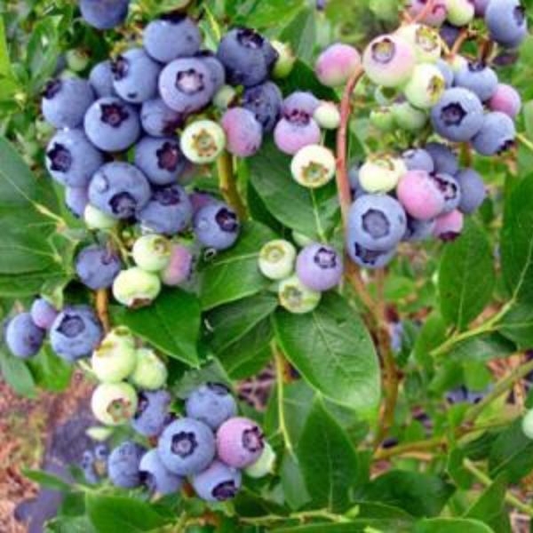 Highbush Blueberry (Vaccinium) Duke