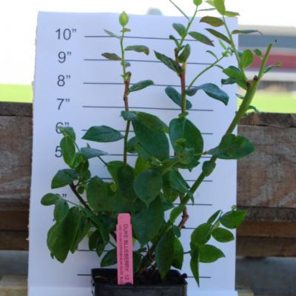 Highbush Blueberry (Vaccinium) Duke