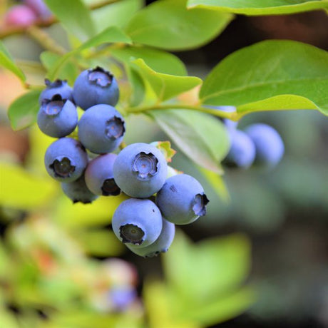 Close-up of white vaccinium flowers on Northland Blueberry Bush blooming in late spring.