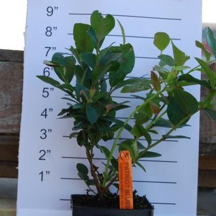 Patriot Blueberry Bush (Vaccinium corymbosum 'Patriot') growing in a garden landscape, showing mature shrub form.