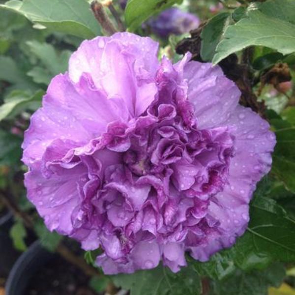 Blueberry Smoothie&trade; Rose of Sharon Shrub - Nature Hills Nursery - #2 Container - 