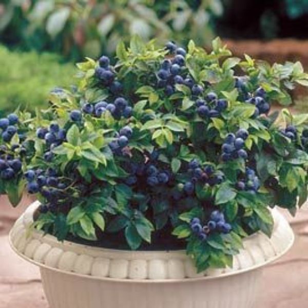 Nature Hills Nursery Top Hat Blueberry Bush - Thumbnail 3