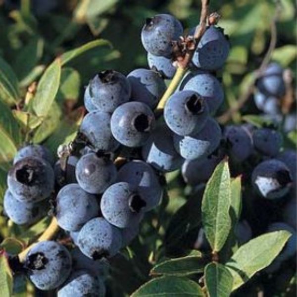Nature Hills Nursery Top Hat Blueberry Bush - Thumbnail 2