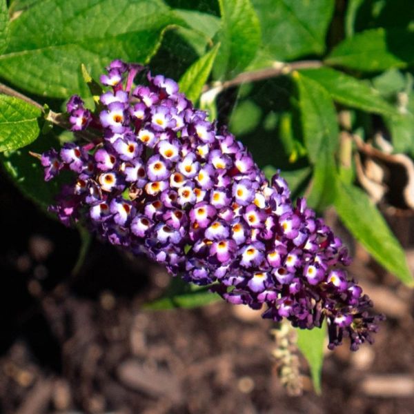 Bloomin' Easy™ Blueberry Pie™ Butterfly Bush Single Bloom