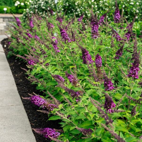 Bloomin' Easy™ Blueberry Pie™ Butterfly Bush Landscape
