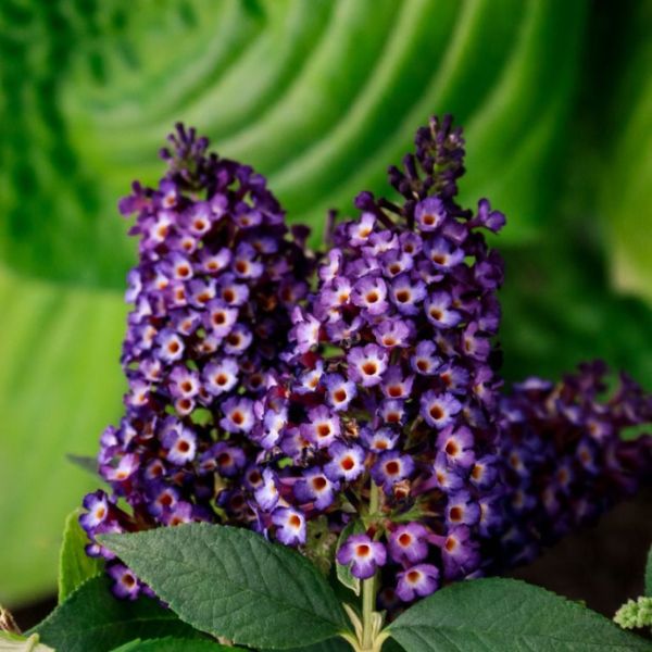 Bloomin' Easy™ Blueberry Pie™ Butterfly Bush Close Up Blooms