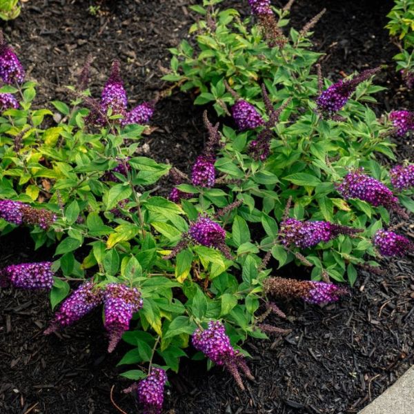 Bloomin' Easy™ Blueberry Pie™ Butterfly Bush Full Plant