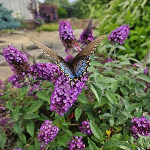 Bloomin' Easy™ Blueberry Pie™ Butterfly Bush