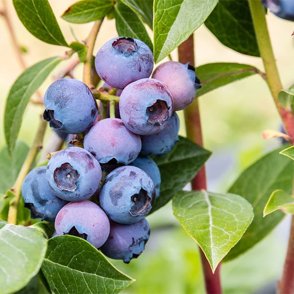 Bluegold Blueberry Bush - Nature Hills Nursery - #1 Container - 