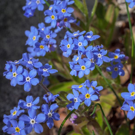 Bluesylva Forget - me - not - Nature Hills Nursery - #1 Container 2 Pack - 