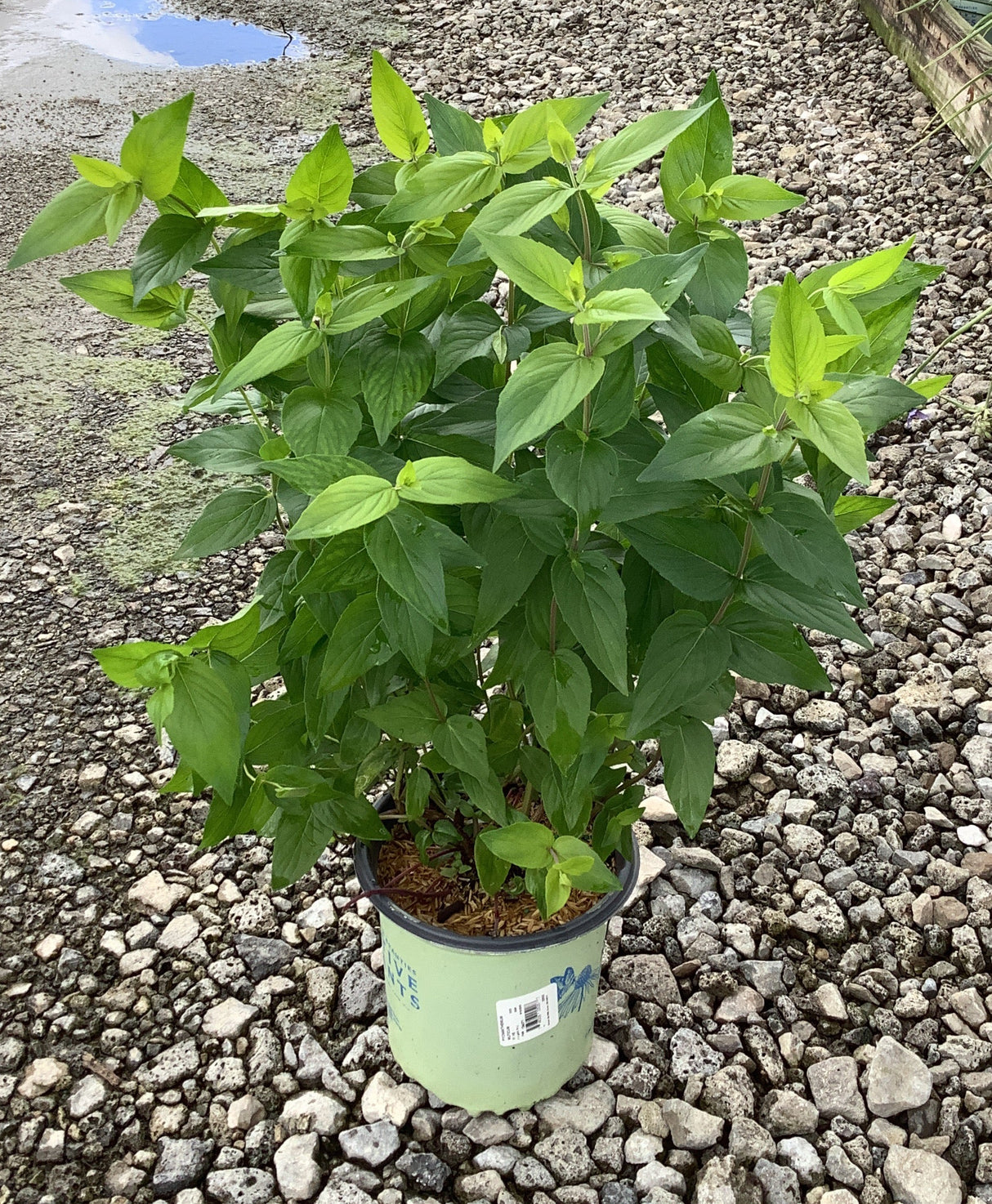 Blunt Mountain Mint