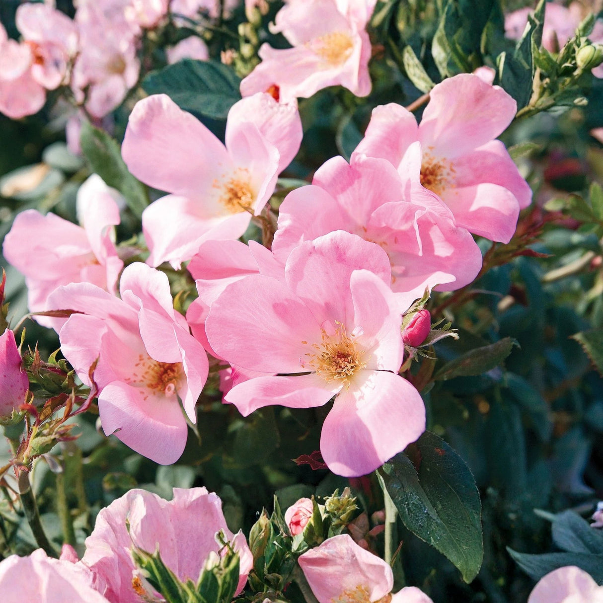 A dense cluster of Blushing Knock Out roses filling the frame with soft pink petals, creating a floral background pattern.