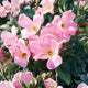 Plants Under $30