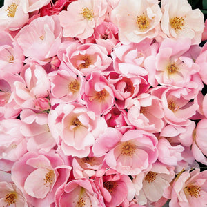 Close-up detail of Blushing Knock Out rose blooms showing soft pink single petals and yellow centers against green foliage.