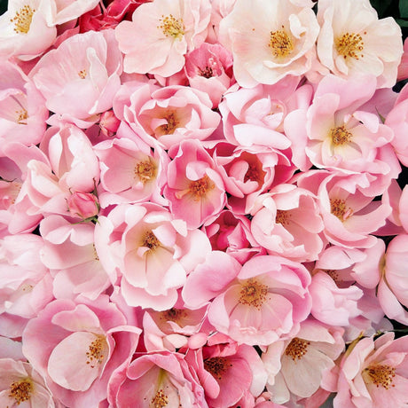 Close-up detail of Blushing Knock Out rose blooms showing soft pink single petals and yellow centers against green foliage.