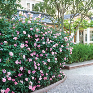 A mature Blushing Knock Out rose shrub blooming abundantly with pale pink flowers in a home garden landscape.