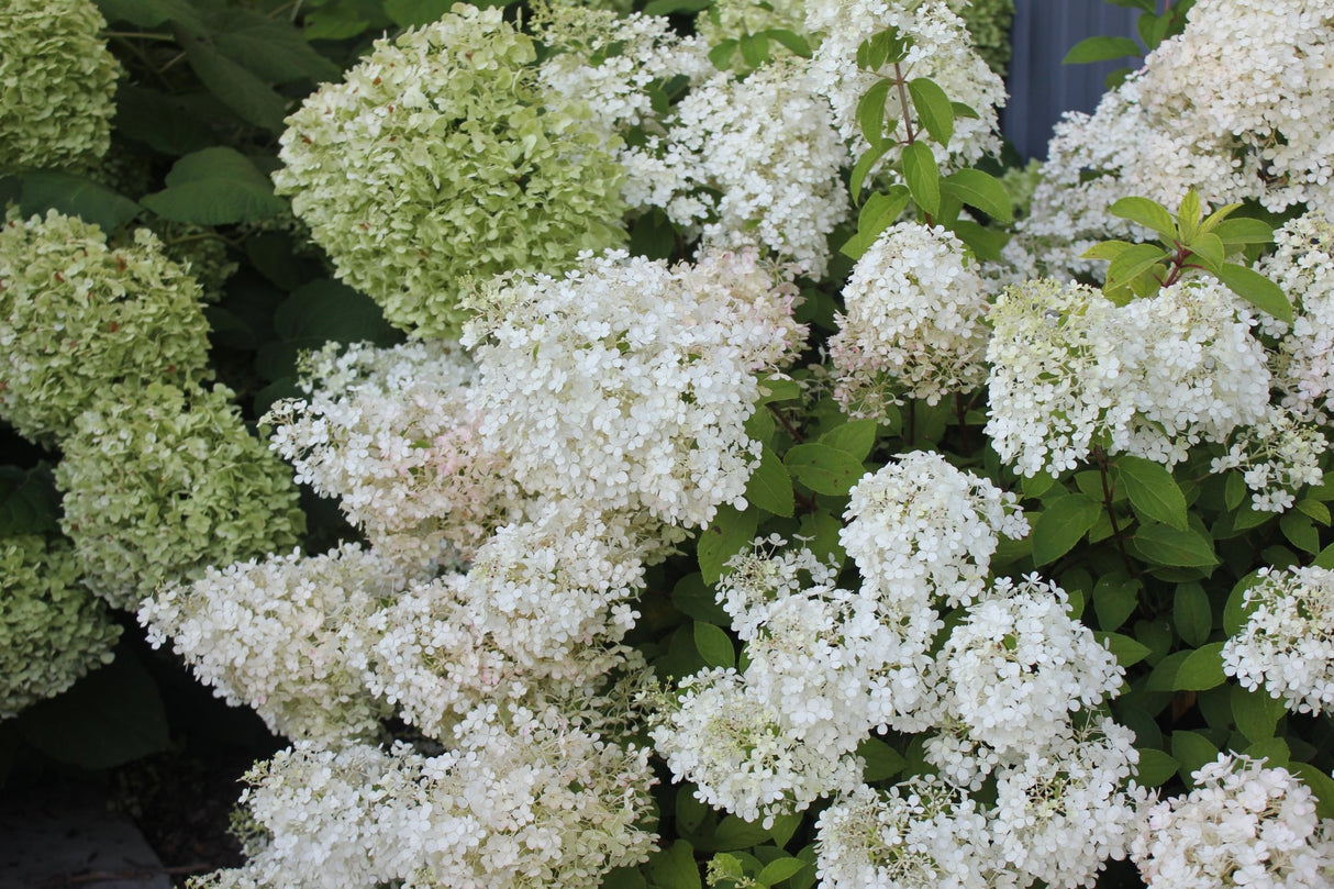 Bobo panicle hydrangea shrubs covered in white and green flower clusters blooming in a lush garden setting.