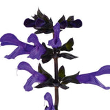 Bodacious&reg; Rhythm and Blues Salvia - Nature Hills Nursery - Quart Container - 