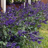 Bodacious&reg; Rhythm and Blues Salvia - Nature Hills Nursery - Quart Container - 