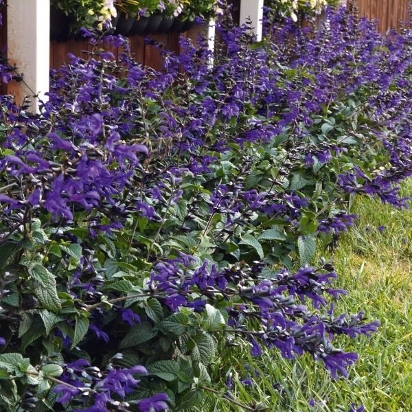 Bodacious&reg; Rhythm and Blues Salvia - Nature Hills Nursery - Quart Container - 