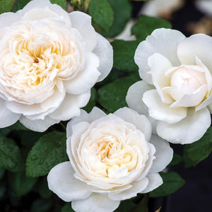 Bolero™ Floribunda Rose - Bush - Nature Hills Nursery - 3 Container - 