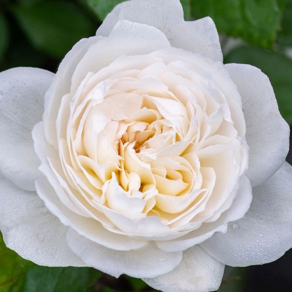 Bolero&trade; Floribunda Rose