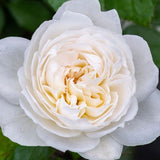 Bolero&trade; Floribunda Rose