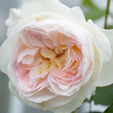 Bolero&trade; Floribunda Rose