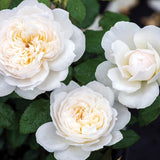 Bolero&trade; Floribunda Rose