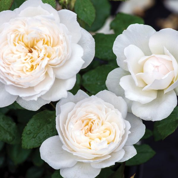 Bolero&trade; Floribunda Rose - Nature Hills Nursery - #3 Container - 